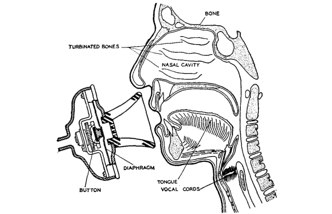 resonant cavities provided by the throat, mouth, and nasal cavity