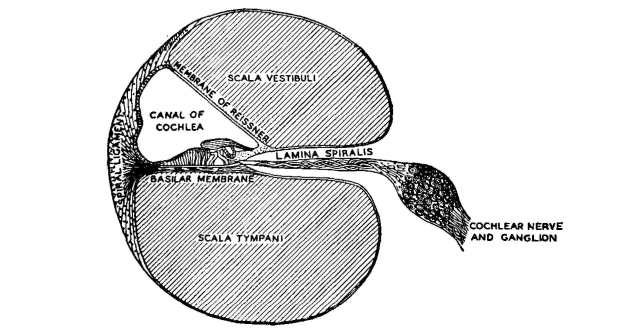 cochlea cross section