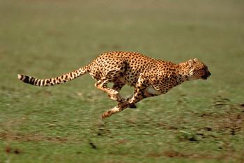 Tiere Geschwindigkeit Tiere Geschwindigkeit